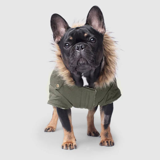 Canada Pooch Alaskan Army Parka, Green, Size 14+