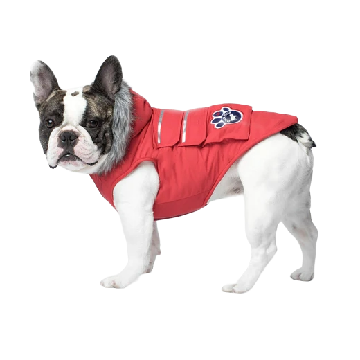 Canada Pooch Everest Explorer Jacket, Red, Size 14