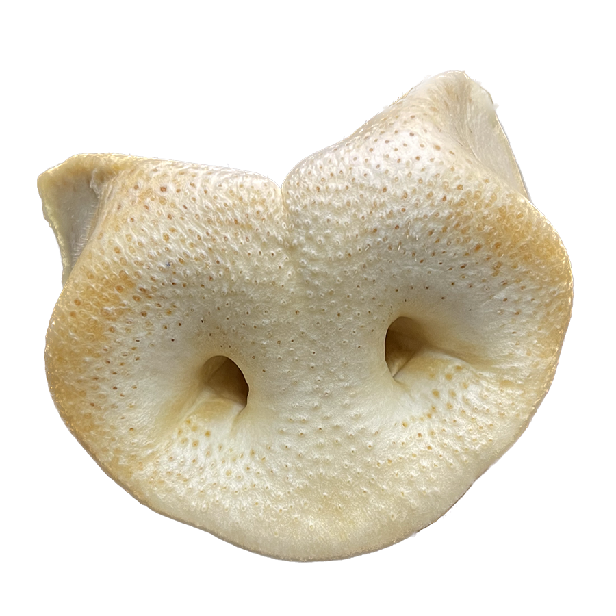 Fetchin Brands Pork Snout Puffed, M/L