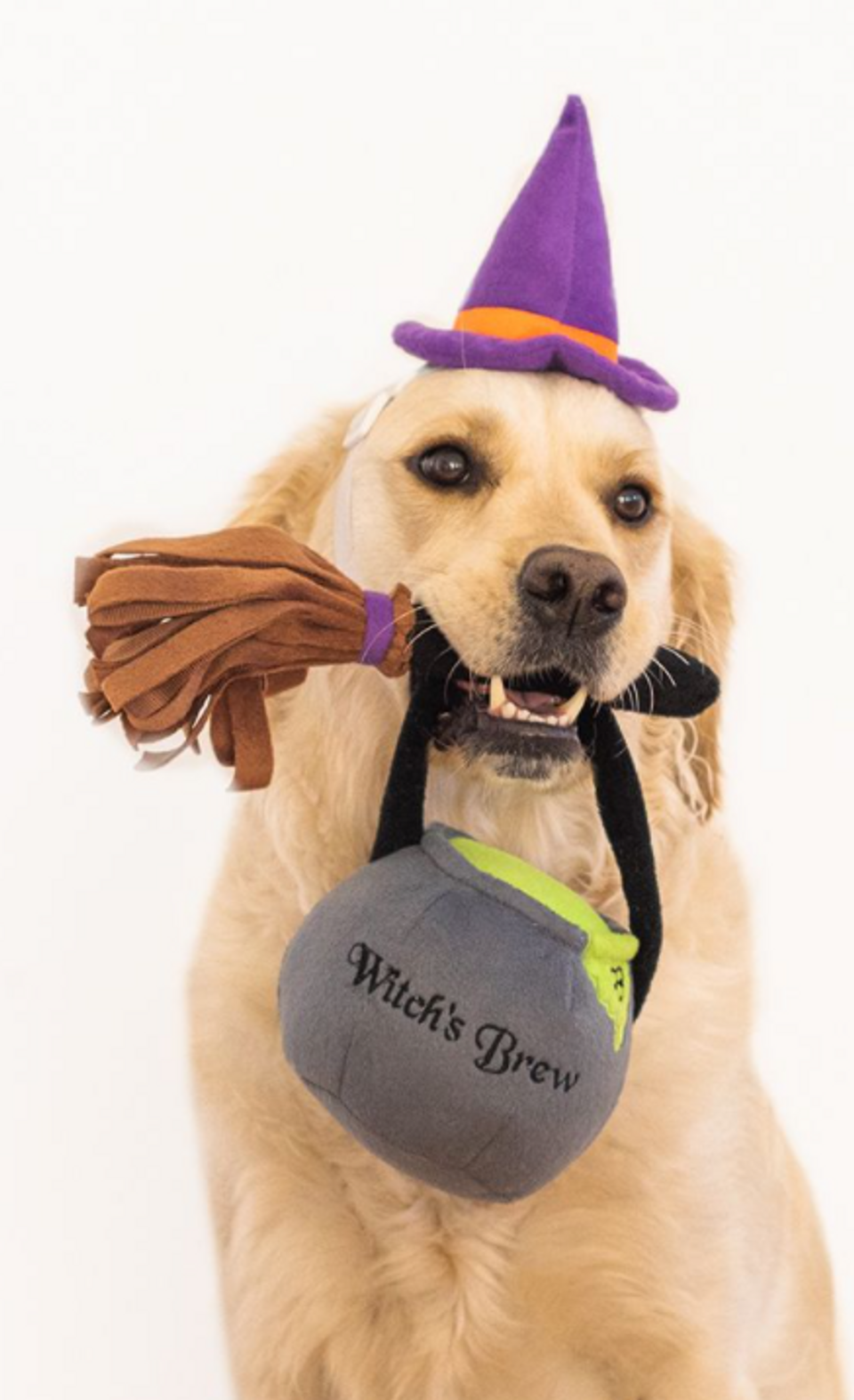 ZippyPaws Halloween Costume Kit, Witch