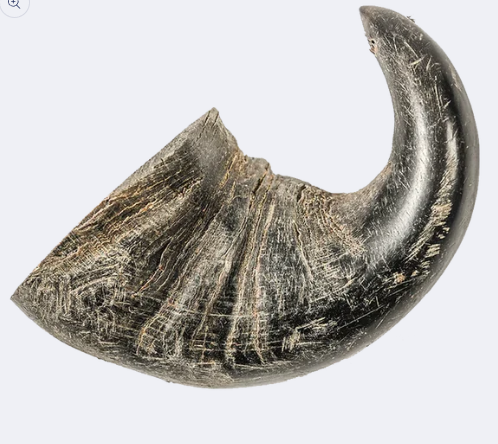 Fetchin Brands Water Buffalo Horn, Small