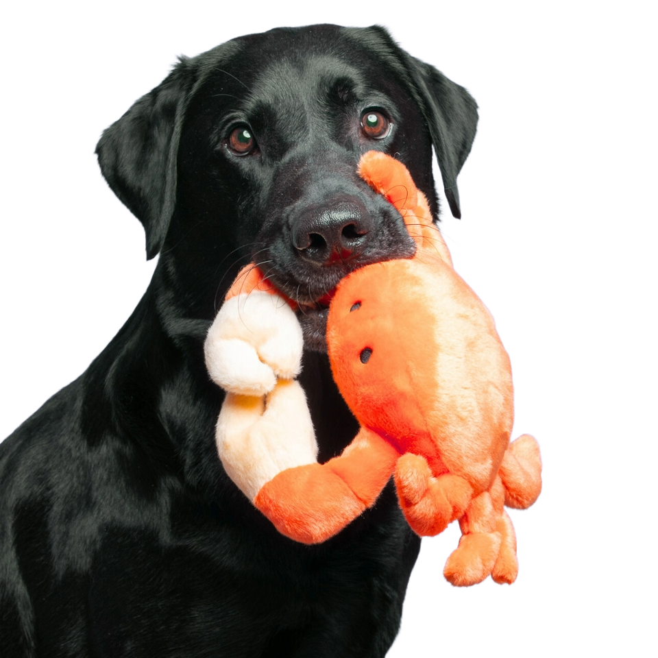 Fluff & Tuff Phyllis the Crab