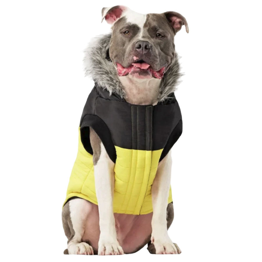 Canada Pooch True North Parka Yellow