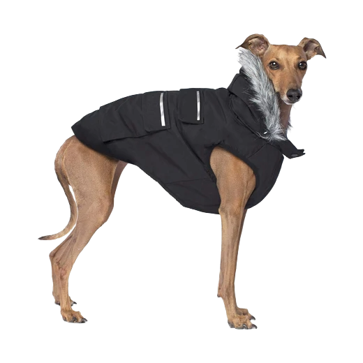 Canada Pooch Everest Explorer Jacket, Black, Size 12