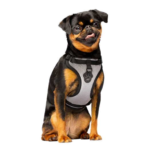 Canada Pooch Everything Harness, Reflective Mesh, XL