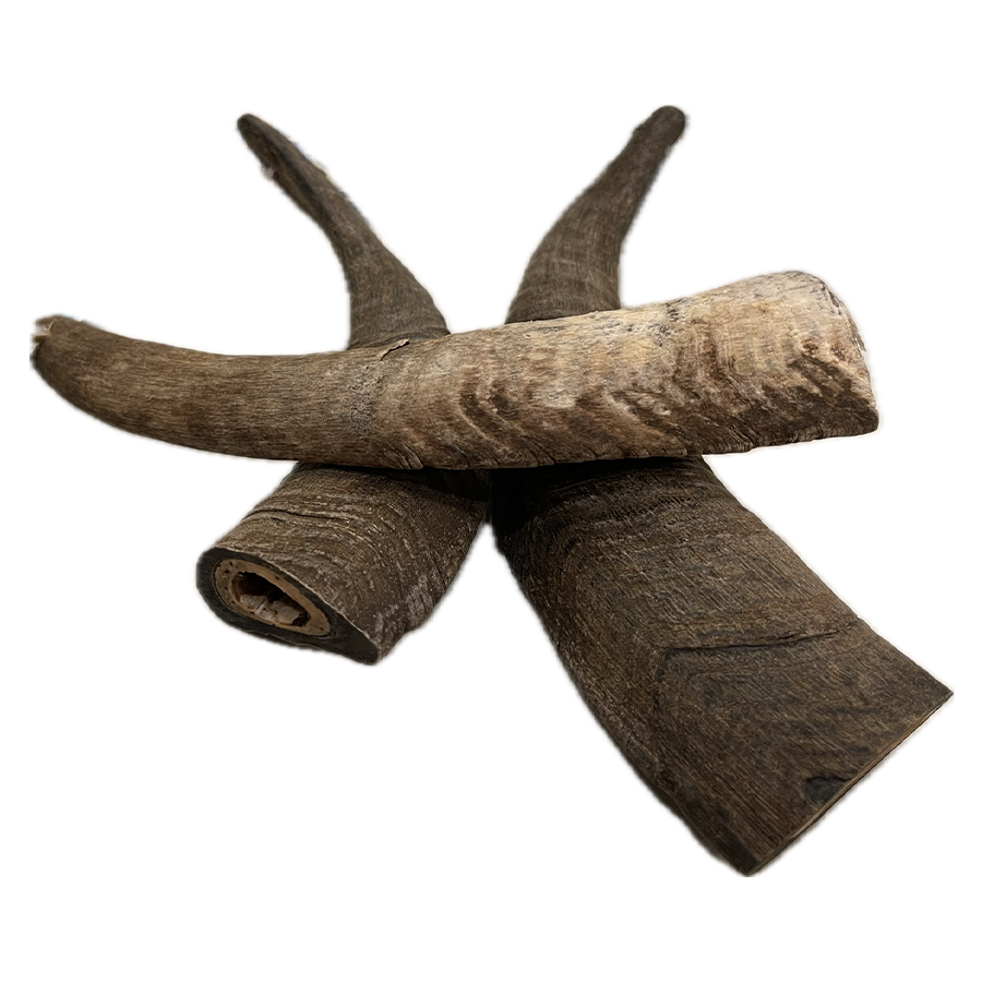 Goat Horn - Medium