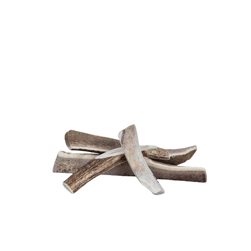 Primal Stag Antler, M
