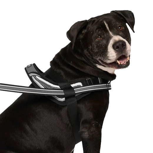 Canada Pooch Redirect Harness, Black, XXL