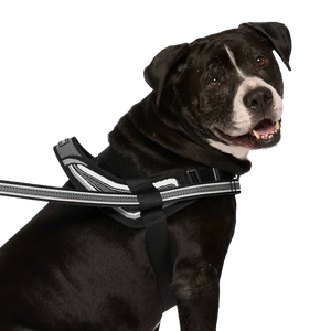 Canada Pooch Redirect Harness, Black, XXL