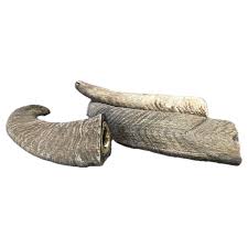 Fetchin Brands Goat Horn, Medium